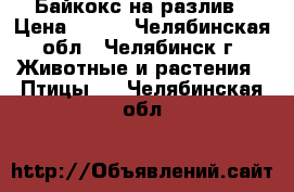 Байкокс на разлив › Цена ­ 500 - Челябинская обл., Челябинск г. Животные и растения » Птицы   . Челябинская обл.